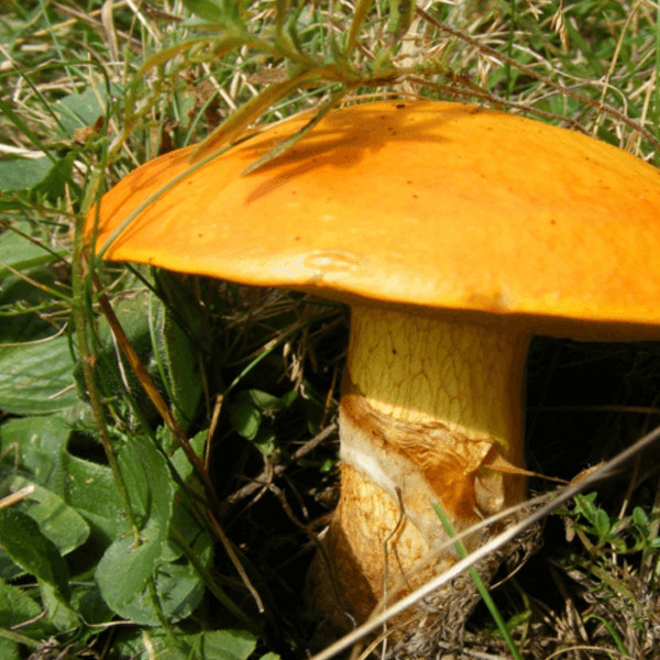 maslak